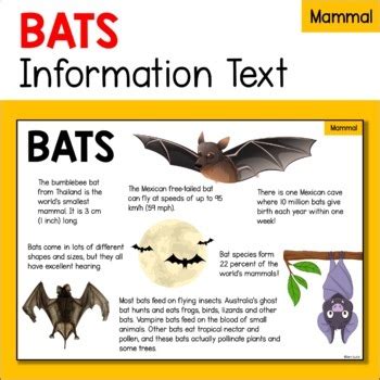 為什麼家裡會有蝙蝠|蝙蝠資訊站 Bats information about Taiwan